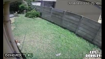 Внимание,зло куче пазач!