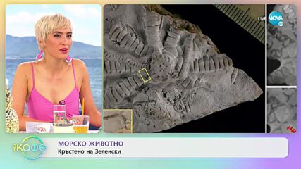 Кръстиха фосил на 150 млн. години на Володимир Зеленски