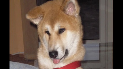 akita inu kuche