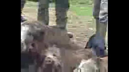 Lovna Drujinka - Selo Vini6te.avi