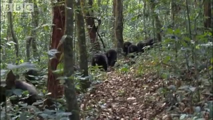 Violent chimpanzee attack - Planet Earth - Bbc wildlife 