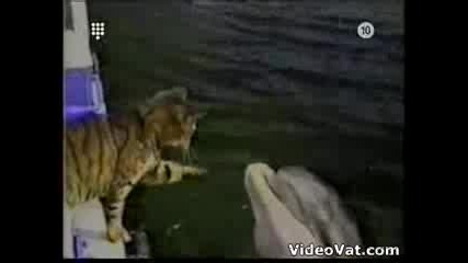 kote i delfin