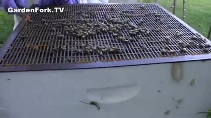поставяне и употреба на пчелогонка