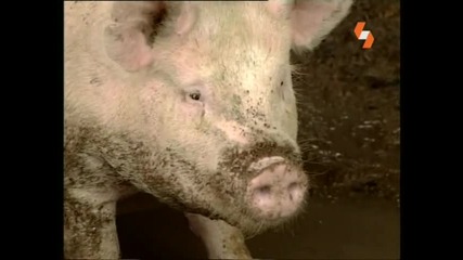 Енциклопедия на животните - Прасе