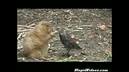 много нагла птица 