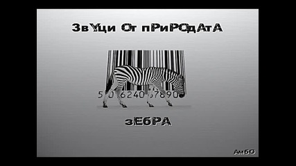 Звуци от природата - Зебра