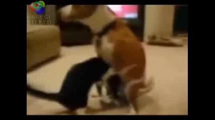 !wow!куче изнасилва котка 100000%смях!