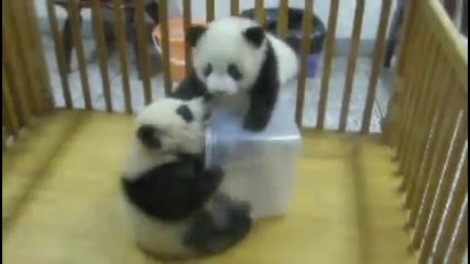 Бебета панди се борят и се забавляват
