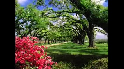 Magic Forest 