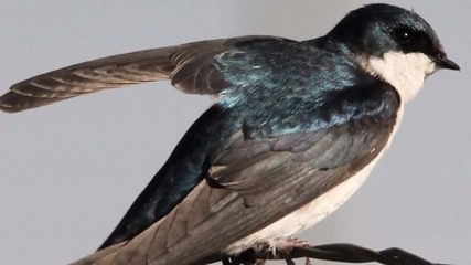 La Golondrina - Billy Vaughn 