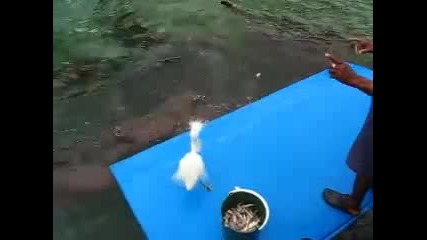 Хранене на акули