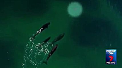 Косатки преследват и ловят акула , невероятни кадри заснети от дрон !