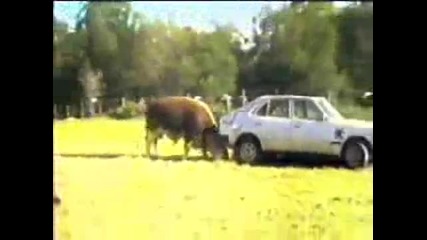 Никога не се ебавай с бик !!!!