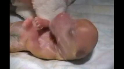 Кученца