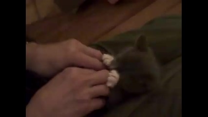 Смях с Малко Сладко Котенце