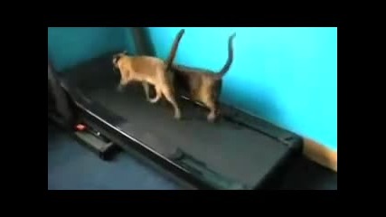 Смях до скъсване - Най-лудите котки !!!