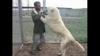 турския кангал наи - голямото куче на света