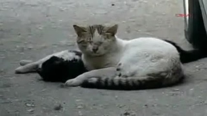 Коте не иска да пусне своят умрял приятел! 