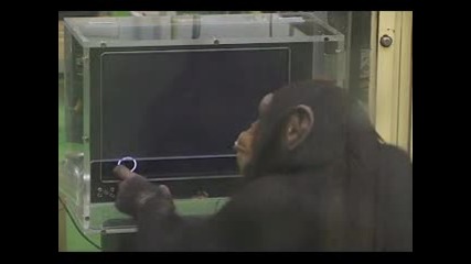 По-умен ли си от едно  шимпанзе?