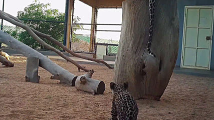 Arabian leopard cubs unveiled in Taif research centre