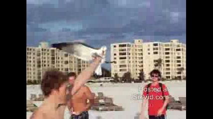 Как се хваща чайка