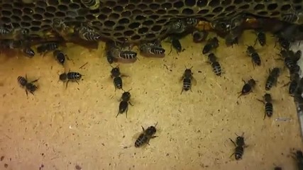 Семеиство без маика