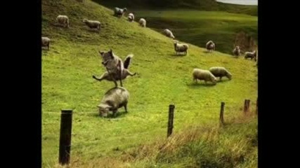 Мързеливи Животни - Снимки