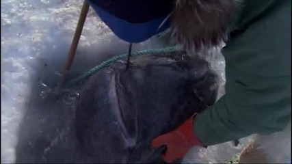 Ескимоски рибари улавят четири метрова акула