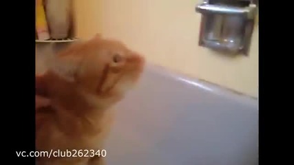 Коте не обича къпането!