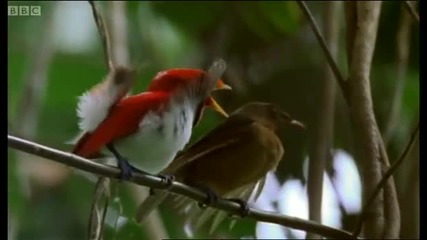Dancing birds of paradise - Wild Indonesia - Bbc 