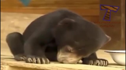 Animals are so funny when they sleep - Funny and cute animals compilation