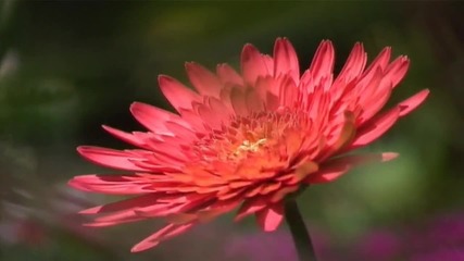 Relaxing Music - Nature Scenes