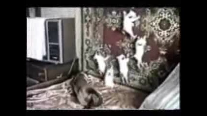 танцуващи котки
