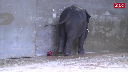 Слонче играе водна топка