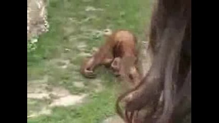 monkey