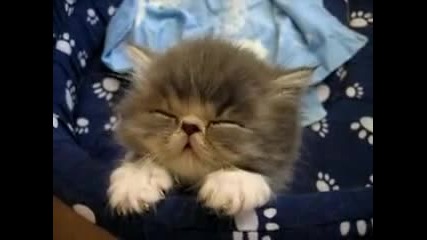 Малко Сладко Заспиващо Коте 