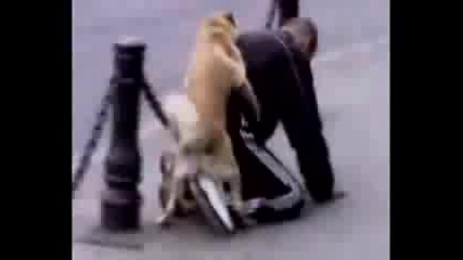 (луд смях) Куче прави сех с пияница в русия 