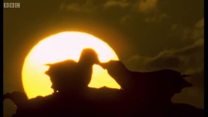 Endangered Wandering Albatross - Saving Planet Earth Albatross - Bbc 