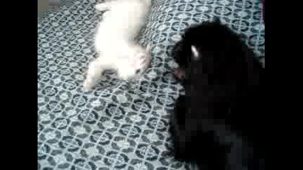 Черно Куче И Бяло Коте - Крис И Пек