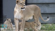 Paris Zoo Unveils Lion Cubs Born In the Park to Public