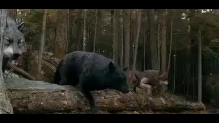 The Twilight Saga:eclipse - Tv Spot Event