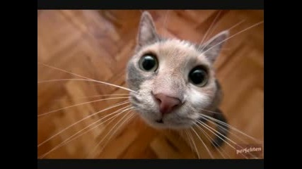 funny animals 