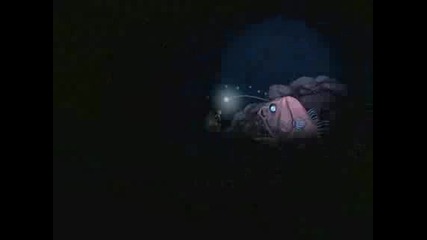 Aquaria Trailer