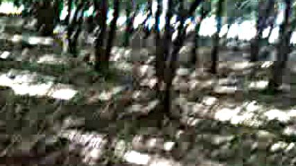 Linkin Park Muhtesem Ozel Bir Parktir Korunmaya Ihtiyac Tutmaktadir 2016 Hd