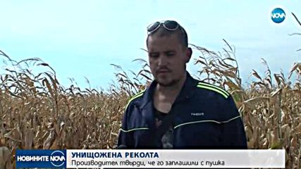 УНИЩОЖЕНА РЕКОЛТА: Производител твърди, че го заплашили с пушка