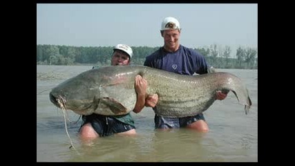Най - голямите риби улавяни някога!!!