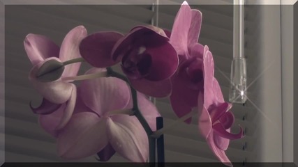 моята орхидея разцъфна ...