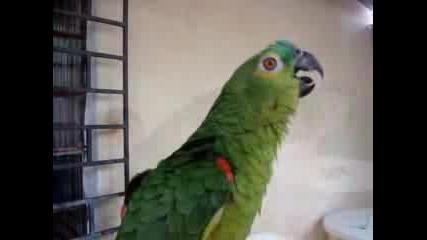 Говорещ папагал... пее оперна песен :D