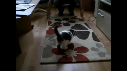 Скачаща котка 