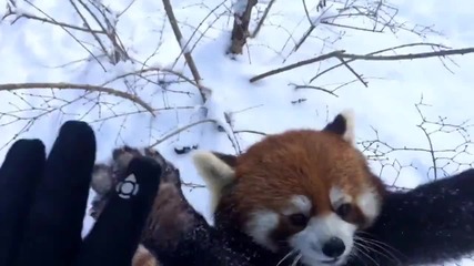 Червена панда